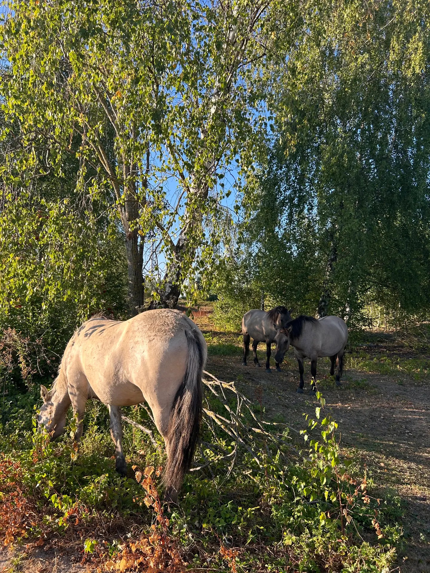 Katie kijkt vanuit de schaduw toe hoe twee paarden grazen tussen de bomen